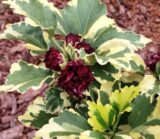 Саджанці гібіскусу Purpureus Variegatus (Р9) - Зображення 2