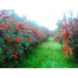 Саджанці обліпихи "Лейкора" (жіноча) - Зображення 3