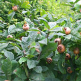 Саджанці мушмули німецької - Зображення 2