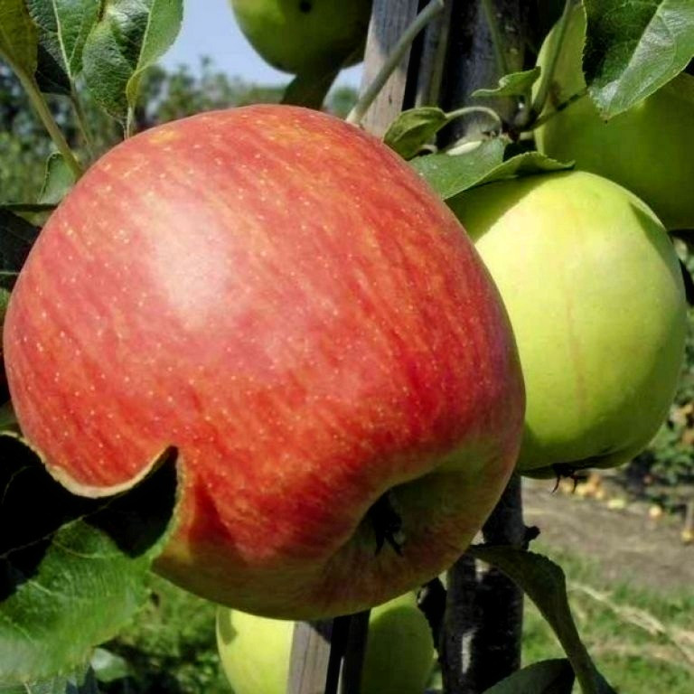 2584821261_sadzhantsi-yabluni-tseleste.jpg Саджанці яблуні "Целесте" - Зображення 1