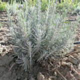 Саджанці лаванди англійської вузьколистої Munstead (h-20-30) - Зображення 3