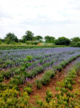 Саджанці лаванди англійської вузьколистої Munstead (h-20-30) - Зображення 2