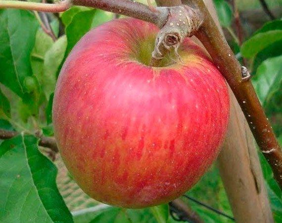 2598164594_sazhentsy-yabloni-piros.jpg Саджанці яблуні "Пірос" - Зображення 1