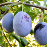 Саджанці сливи "Візіон" (пізньоспілий сорт)