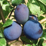 Саджанці сливи "Візіон" (пізньоспілий сорт) - Зображення 2