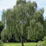 Саджанці берези повислої - Зображення 2