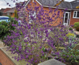 Саджанці красивоплідника Бодіньєра - Зображення 3