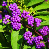 Саджанці красивоплідника Бодіньєра