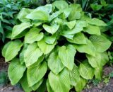 Саджанці хости Grandiflora - Зображення 2