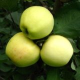 Саджанці яблуні "Сніжний Кальвіль"