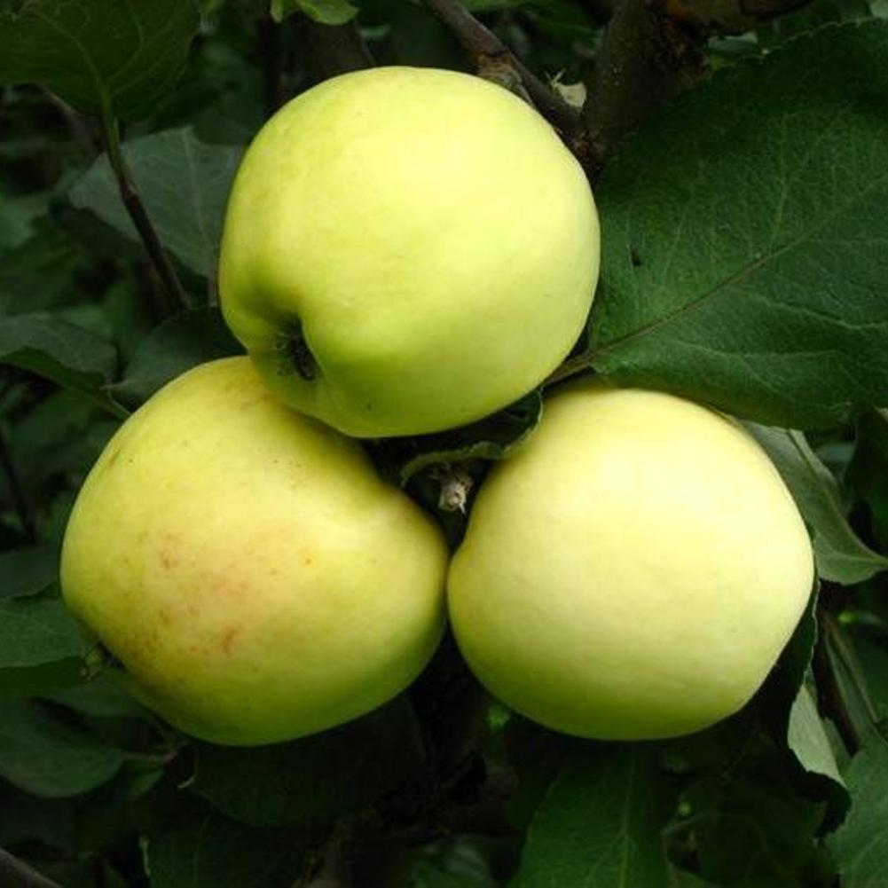 2603859473_sazhentsy-yabloni-snezhnyj.jpg Саджанці яблуні "Сніжний Кальвіль" - Зображення 1