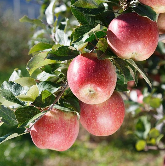2603886048_sazhentsy-yabloni-fudzhi.jpg Саджанці яблуні "Фуджі Фубракс" - Зображення 1