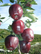 Саджанці яблуні "Джеромін" - Зображення 2