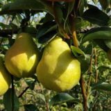 Саджанці груші "Скарб" - Зображення 2