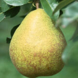 Саджанці груші "Скарб"