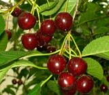 Саджанці вишні "Ерді Бетермо" (середньоранній сорт) - Зображення 2