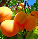 Саджанці абрикосу "Київський Ранній" (раньоспілий сорт)