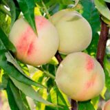 Саджанці персика "Білий Лебідь" (середньопізній сорт, українська селекція)