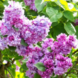 Саджанці бузку "Катерина Хавемейер" (щеплений)