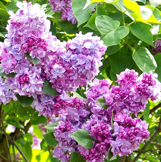 2644430231_sazhentsy-sireni-ekaterina.jpg Саджанці бузку "Катерина Хавемейер" (щеплений) - Зображення 1