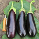 Фабіна F1 насіння баклажана раннього (Clause) 20 шт - Зображення 2