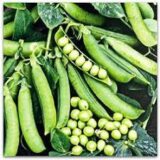 Преладо насіння гороху (Syngenta) 20 гр - Зображення 2