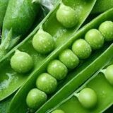 Скінадо насіння гороху (Syngenta) 20 г - Зображення 2