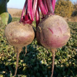 Детройт насіння буряка столового (Satimex) 3 г.Satimex (Німеччина) - Зображення 3