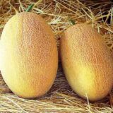 Раймонд F1 насіння дині (Hazera) 5 шт - Зображення 2