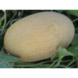 Раймонд F1 насіння дині (Hazera) 5 шт - Зображення 3