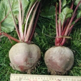 Нобол насіння буряка столового (Clause) 3 г. - Зображення 2