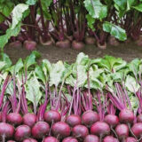 Буряк Пабло F1, 500 шт. (Власне фасування з оригінального упакування), (Bejo Zaden).