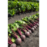 Буряк Пабло F1, 500 шт. (Власне фасування з оригінального упакування), (Bejo Zaden). - Зображення 3