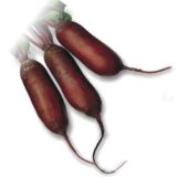 Циліндра насіння буряка столового (Satimex) 3 г - Зображення 3