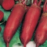 Циліндра насіння буряка столового (Satimex) 3 г - Зображення 2