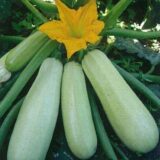 Ангеліна F1 насіння кабачка (Syngenta) 5 шт - Зображення 2