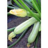 Ангеліна F1 насіння кабачка (Syngenta) 5 шт - Зображення 3