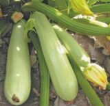 Дафна F1 (Дефні F1) насіння кабачка (Syngenta) 5 шт - Зображення 2