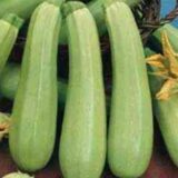 Езра F1 насіння кабачка (Hazera) 5 шт - Зображення 2
