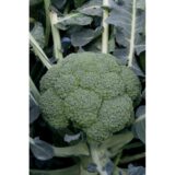 Капуста Броколі Агассі F1, 10 шт - Зображення 2