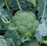 Капуста Броколі Агассі F1, 10 шт - Зображення 3