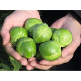 Капуста Брюссельська Франклін F1, 15 шт - Зображення 2