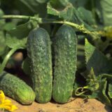 Огірок Аякс F1, 50 шт. (Власне фасування з оригінального упакування), (Nunhems).