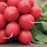 Редис Рондар, 2 г. (Власне фасування з оригінального упакування), (Syngenta).