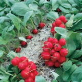 Редис Рондар, 1 г. (Власне фасування з оригінального упакування), (Syngenta). - Зображення 3