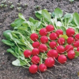 Редис Ронділ, 1 г. (Власне фасування з оригінального упакування), (Rijk Zwaan). - Зображення 3