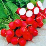 Насіння редиски Рудольф (Bejo) 10 г - Зображення 2