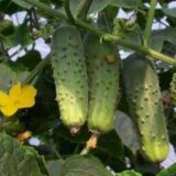 Огірок Соната F1, 50 г. (Rijk Zwaan).