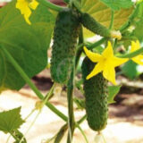 Амур F1 насіння огірка (Bejo) 10 шт - Зображення 3