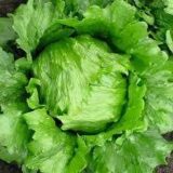 Робінсон насіння салату (Hazera) 30 шт - Зображення 2